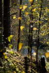 Осенняя зарисовка Nikon D50